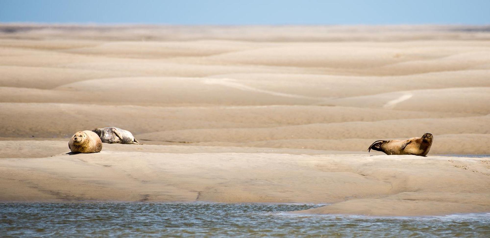 Odyssee Gite Sur Peniche Saint-Valéry-sur-Somme Buitenkant foto